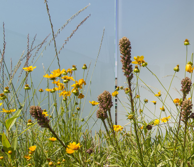 A mix of native plants creates the impression of an aerial meadow on top of the office building.