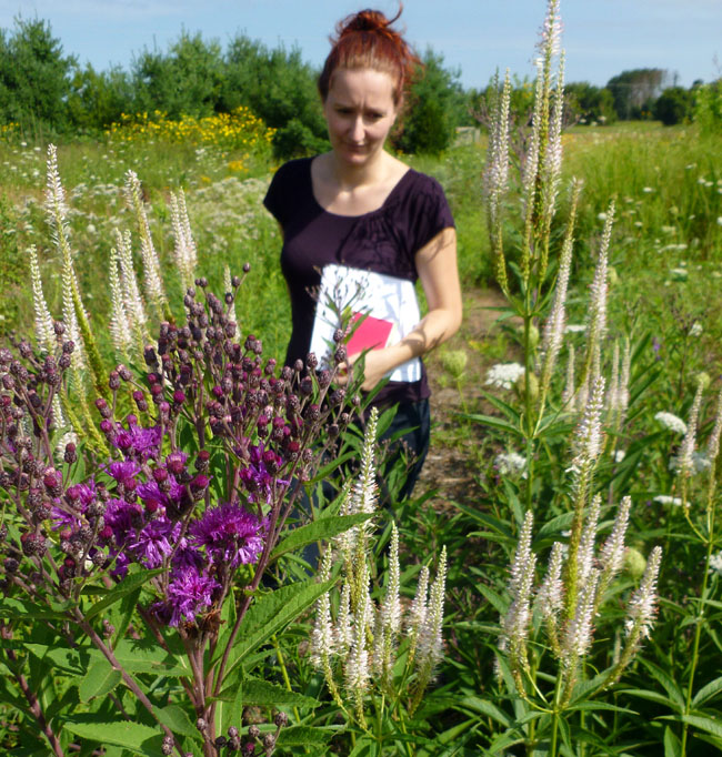 Ironweed and Culver's root