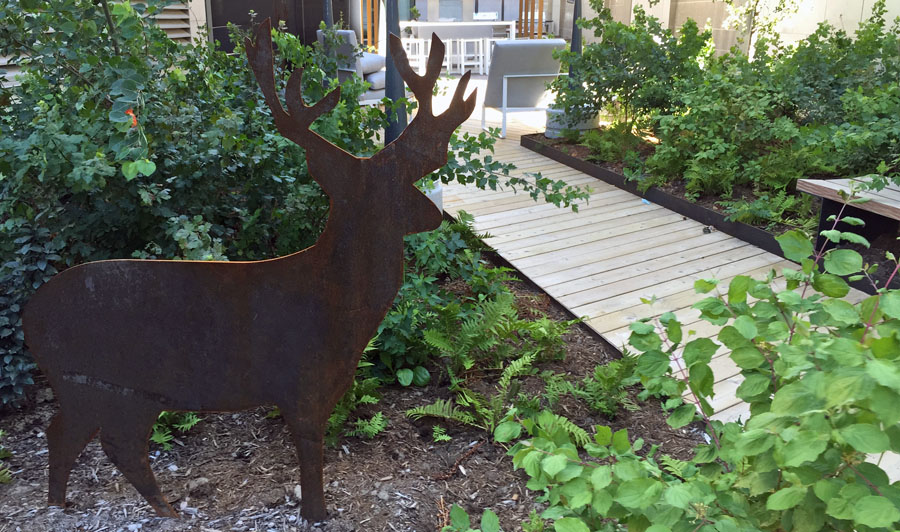 A Corten deer is a permanent resident in the courtyard, nestled amongst lush native planting.