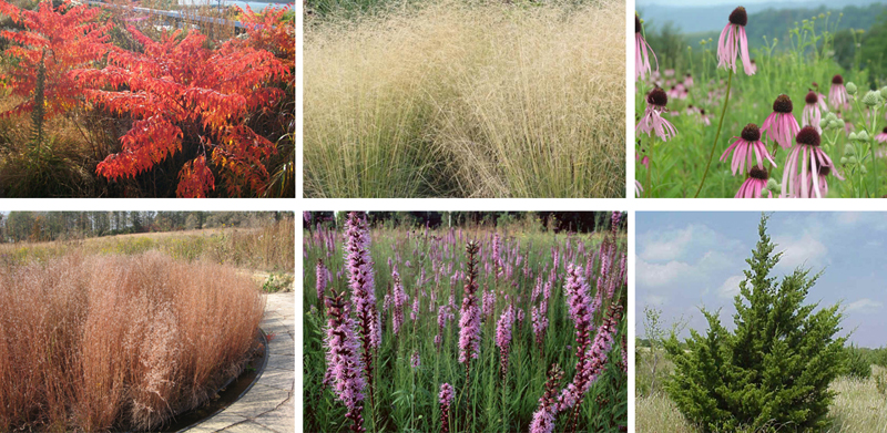 A range of native species characterizes the planting along the River Walk