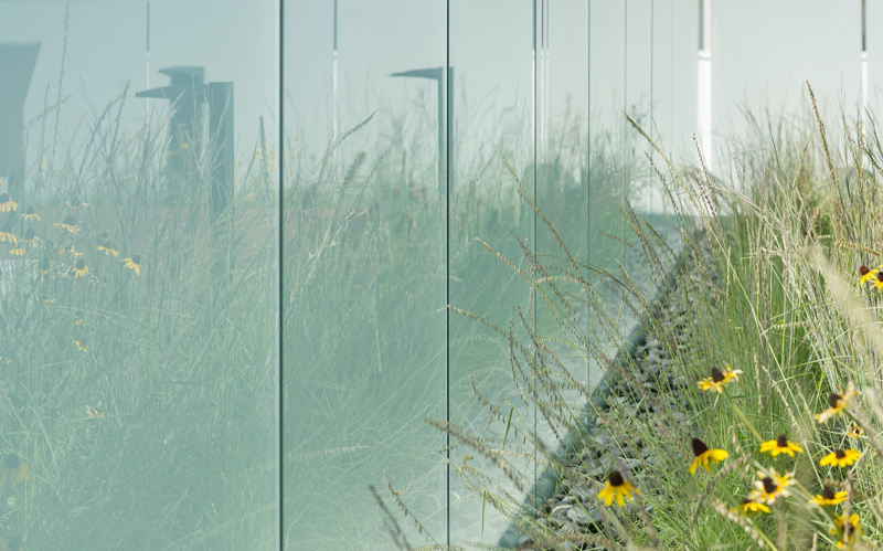 Reflections of the wildflower planting on the frosted glass privacy screen.