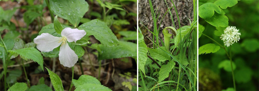 Trilliums, Jack-in-the-Pulpit, White Baneberry
